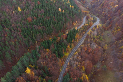 High angle view of road amidst trees in forest