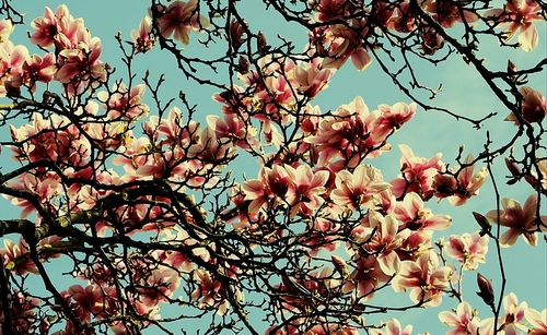 Low angle view of cherry blossoms