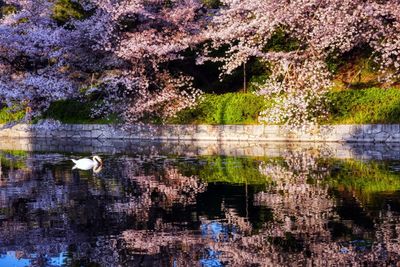 View of birds in lake