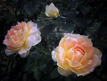 Close-up of rose blooming outdoors