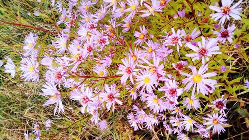 Close-up of flowers blooming outdoors