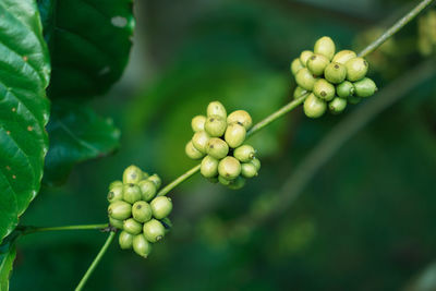 Close-up of fruit growing on plant