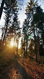 Footpath amidst trees in forest during autumn