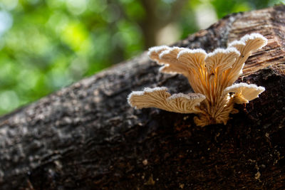 Closeup view of oyster mushrooms on weathered wood