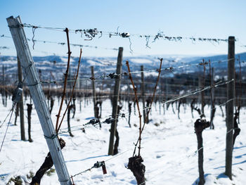 Vineyard in the snow during winter in stuttgart
