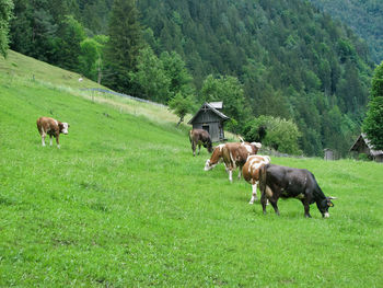 Cows grazing in a field