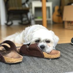 Close-up portrait of dog relaxing at home