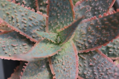 Close-up of succulent plant