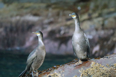 Close-up of birds perching on rock