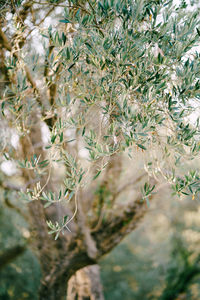 Close-up of flowering plant