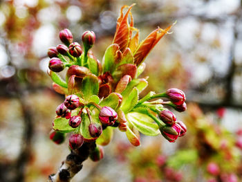 Close-up of pink flower buds on branch