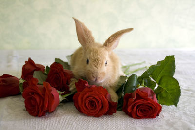 Close-up of roses against white rose