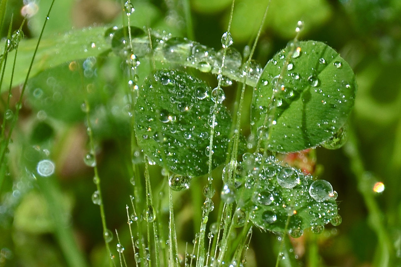 CLOSE-UP OF WET SPIDER WEB ON GRASS