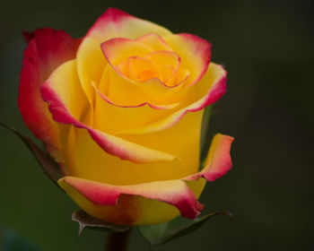 Macro shot of yellow rose