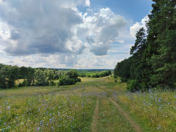 Cloudy sky over a green field near the forest on a sunny day