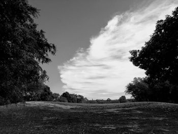 Trees on field against sky