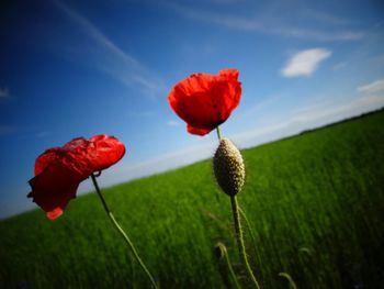 Close-up of red flowers blooming in field