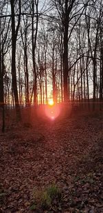 Sunlight streaming through trees on field during sunset