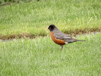 Bird perching on grass