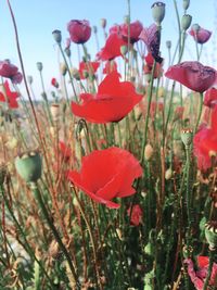 Close-up of red poppy blooming outdoors