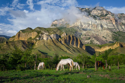 Horses grazing in a field