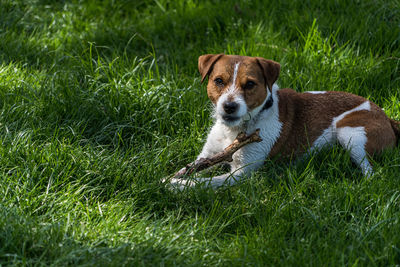 pet