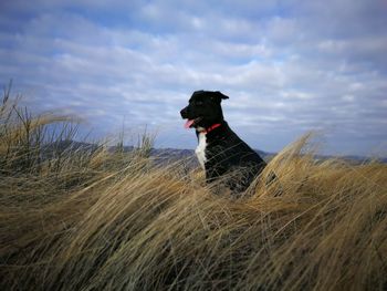 Dog looking away while sitting on land