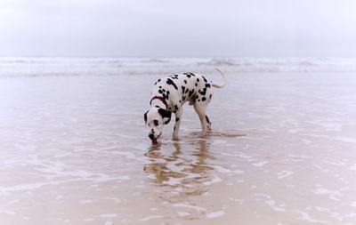 Dog on beach against sky