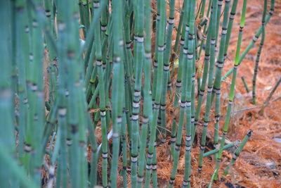 Full frame shot of bamboo plants on field