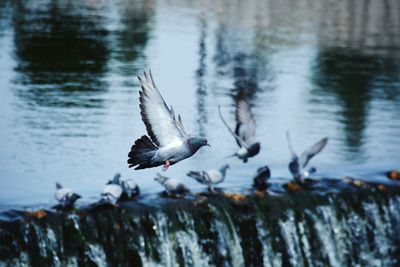 Bird flying over water