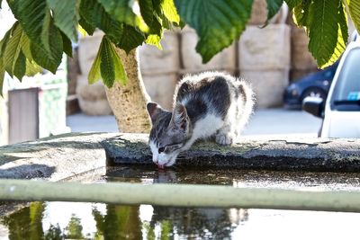 View of cat drinking water