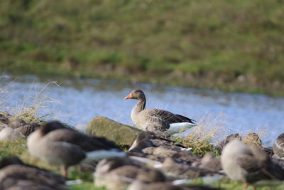 Graylag geese  near a  lake