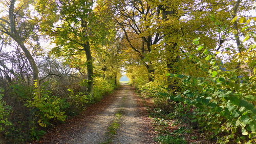 Footpath amidst trees in forest during autumn