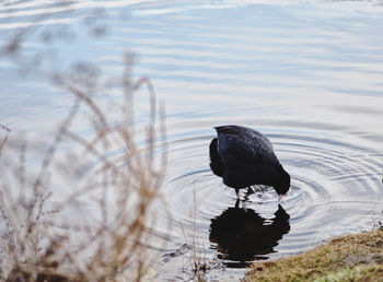 Bird perching on a lake