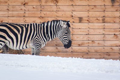 Zebra crossing in a field