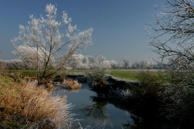 Bare trees on riverbank