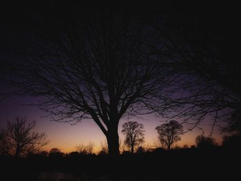 Silhouette of bare tree at night