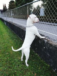 Dog standing on grassy field