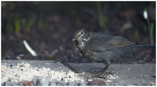 Side view of a bird on land
