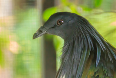 Close-up of bird