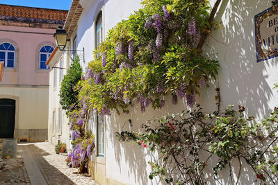 Potted plants on alley amidst buildings in city