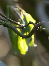 Close-up of green plant