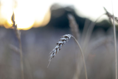 Close-up of wilted plant on field