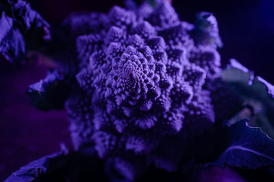 Cabbage in closeup with vibrant purple colors. modern food concept