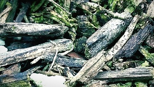 Close-up of tree stump