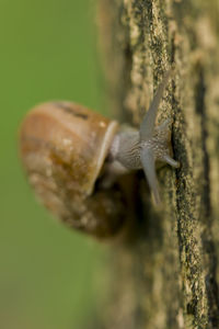 Close-up of snail on tree trunk