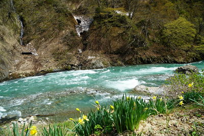 Scenic view of river flowing through rocks in forest