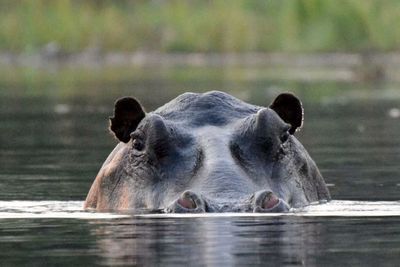 Hippopotamus in water