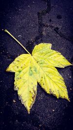 Close-up of yellow maple leaf