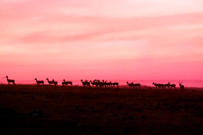 Horses on field against sky